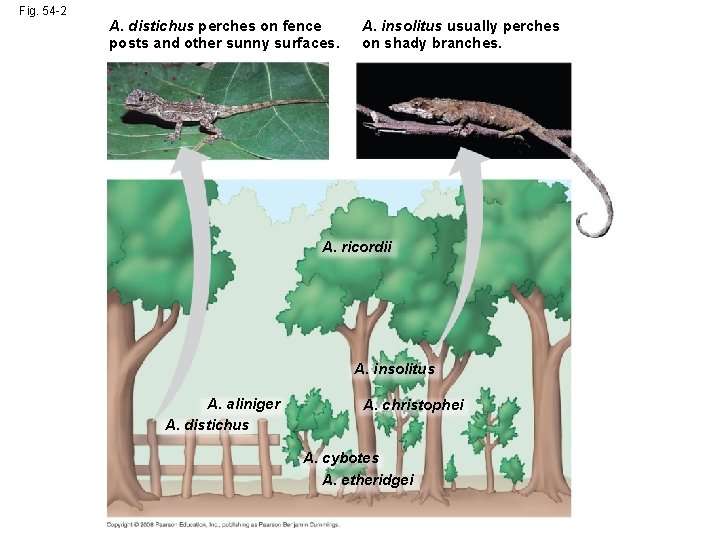 Fig. 54 -2 A. distichus perches on fence posts and other sunny surfaces. A.
