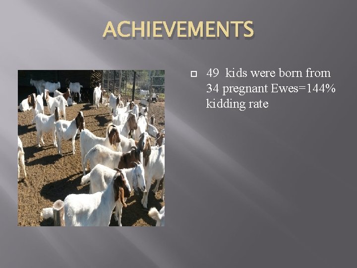 ACHIEVEMENTS 49 kids were born from 34 pregnant Ewes=144% kidding rate 