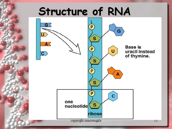 Structure of RNA copyright cmassengale 13 