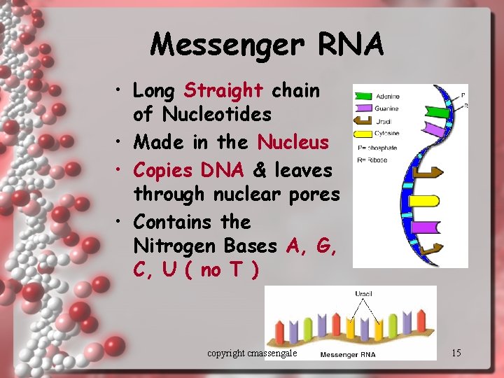 Messenger RNA • Long Straight chain of Nucleotides • Made in the Nucleus •