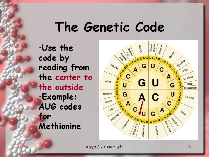 The Genetic Code • Use the code by reading from the center to the
