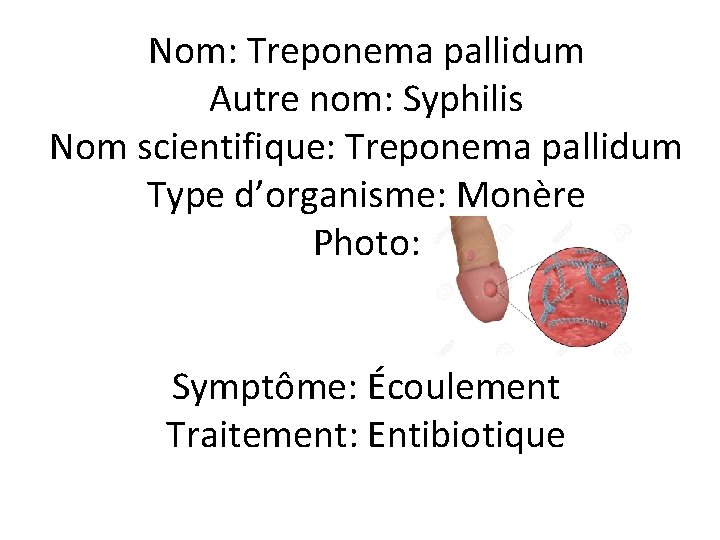 Nom: Treponema pallidum Autre nom: Syphilis Nom scientifique: Treponema pallidum Type d’organisme: Monère Photo: