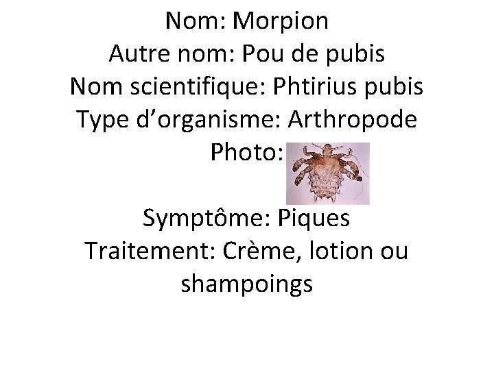 Nom: Morpion Autre nom: Pou de pubis Nom scientifique: Phtirius pubis Type d’organisme: Arthropode