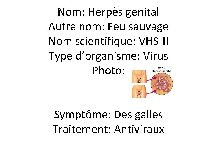 Nom: Herpès genital Autre nom: Feu sauvage Nom scientifique: VHS-II Type d’organisme: Virus Photo: