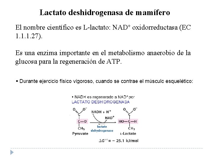 Lactato deshidrogenasa de mamífero El nombre científico es L-lactato: NAD+ oxidorreductasa (EC 1. 1.