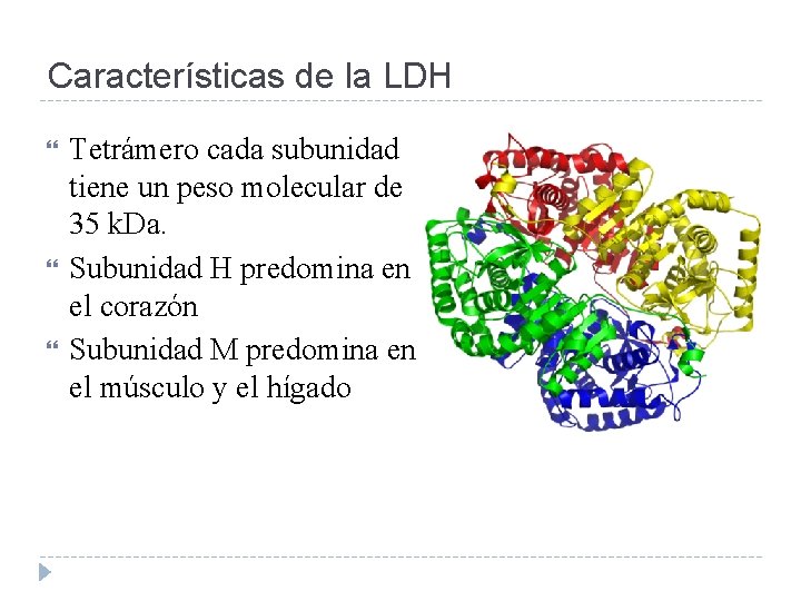 Características de la LDH Tetrámero cada subunidad tiene un peso molecular de 35 k.