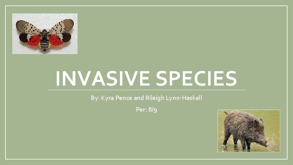 INVASIVE SPECIES By: Kyra Pence and Rileigh Lynn-Haskell Per: 8/9 