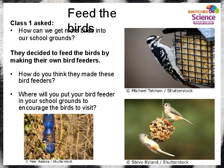 Feed the Class 1 asked: birds • How can we get more birds into