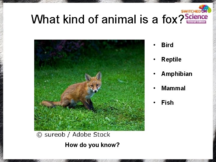 What kind of animal is a fox? • Bird • Reptile • Amphibian •