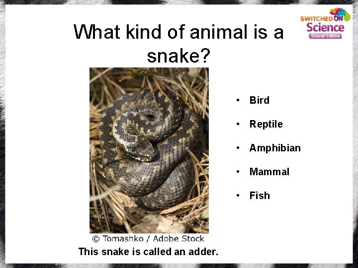 What kind of animal is a snake? • Bird • Reptile • Amphibian •