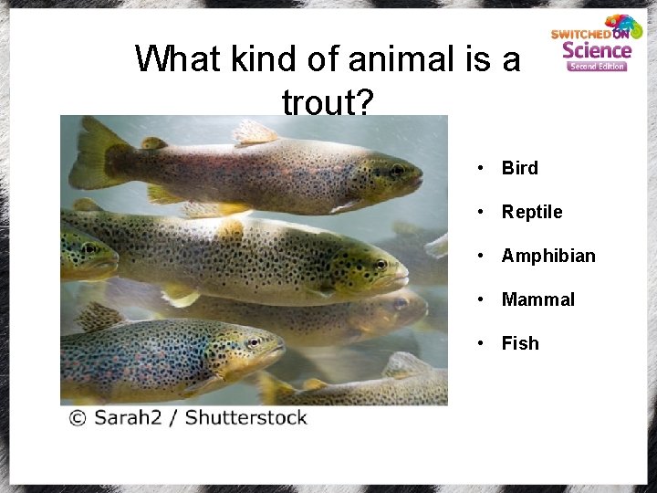 What kind of animal is a trout? • Bird • Reptile • Amphibian •