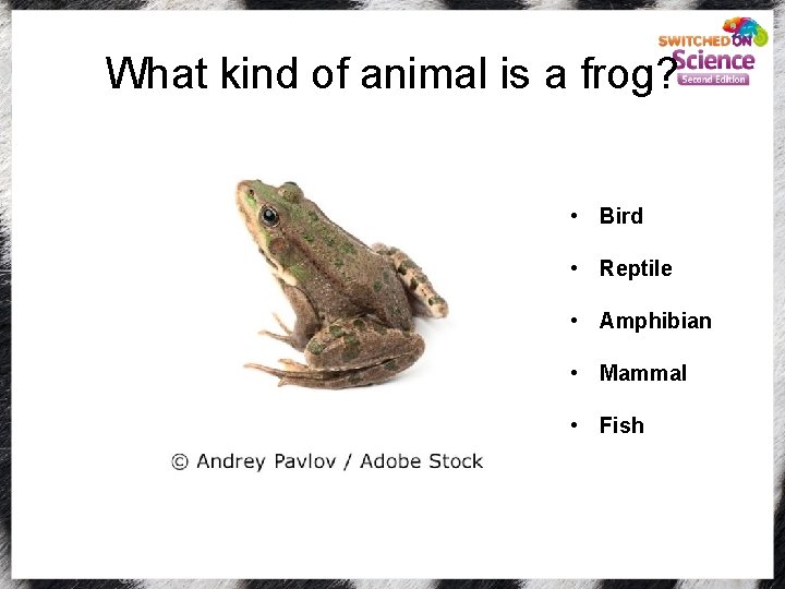 What kind of animal is a frog? • Bird • Reptile • Amphibian •
