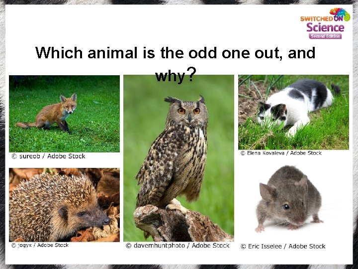 Which animal is the odd one out, and why? 