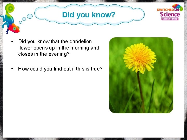 Did you know? • Did you know that the dandelion flower opens up in