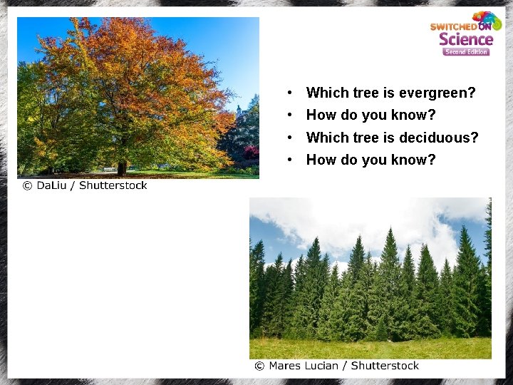  • Which tree is evergreen? • How do you know? • Which tree