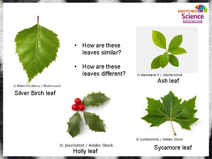  • How are these leaves similar? • How are these leaves different? Ash