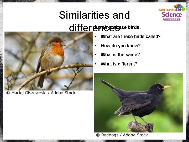Similarities and Look at these birds. differences • What are these birds called? •