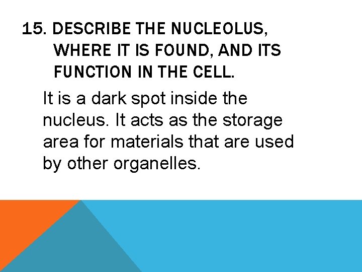 15. DESCRIBE THE NUCLEOLUS, WHERE IT IS FOUND, AND ITS FUNCTION IN THE CELL.