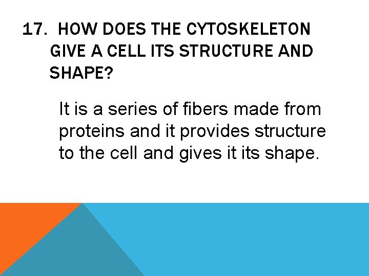 17. HOW DOES THE CYTOSKELETON GIVE A CELL ITS STRUCTURE AND SHAPE? It is