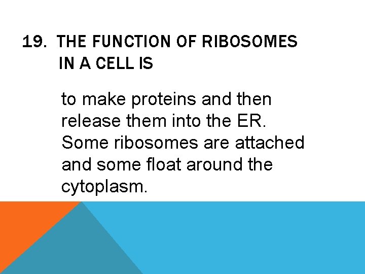 19. THE FUNCTION OF RIBOSOMES IN A CELL IS to make proteins and then
