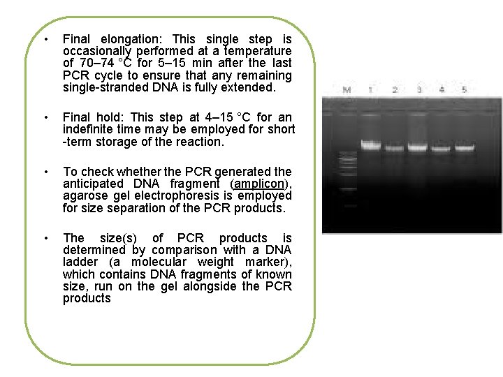  • Final elongation: This single step is occasionally performed at a temperature of