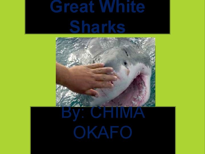 Great White Sharks By: CHIMA OKAFO 