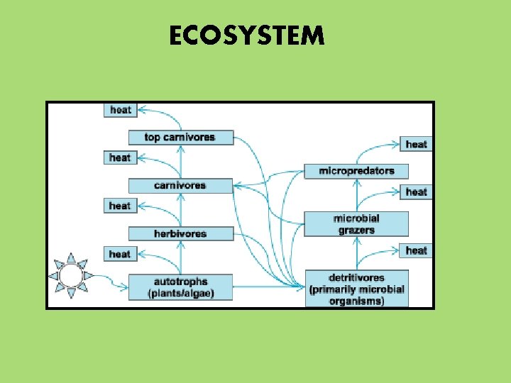 ECOSYSTEM 