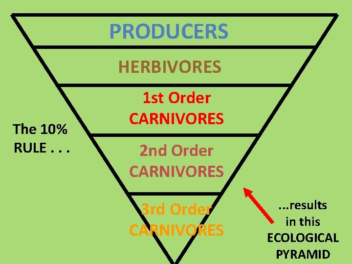 PRODUCERS HERBIVORES The 10% RULE. . . 1 st Order CARNIVORES 2 nd Order