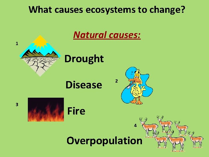 What causes ecosystems to change? 1 Natural causes: Drought Disease 3 2 Fire 4