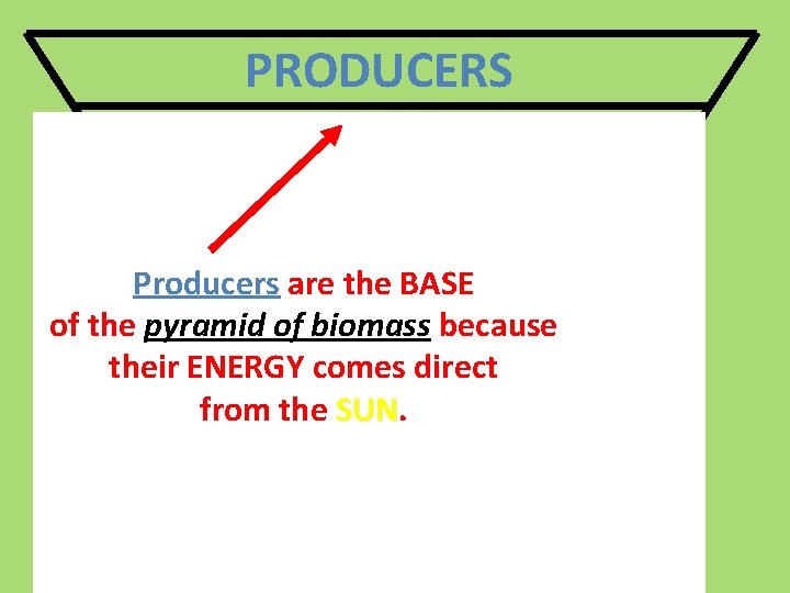 PRODUCERS HERBIVORES 1 st Order CARNIVORES Producers are the BASE of the pyramid of