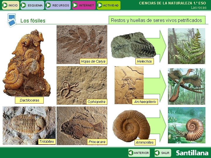 INICIO ESQUEMA RECURSOS INTERNET ACTIVIDAD Restos y huellas de seres vivos petrificados Los fósiles