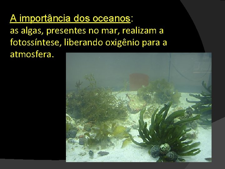 A importância dos oceanos: as algas, presentes no mar, realizam a fotossíntese, liberando oxigênio
