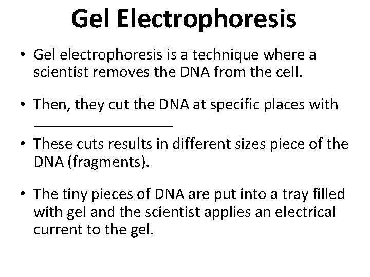 Gel Electrophoresis • Gel electrophoresis is a technique where a scientist removes the DNA