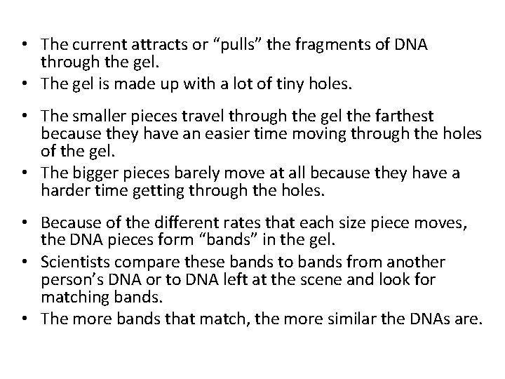  • The current attracts or “pulls” the fragments of DNA through the gel.