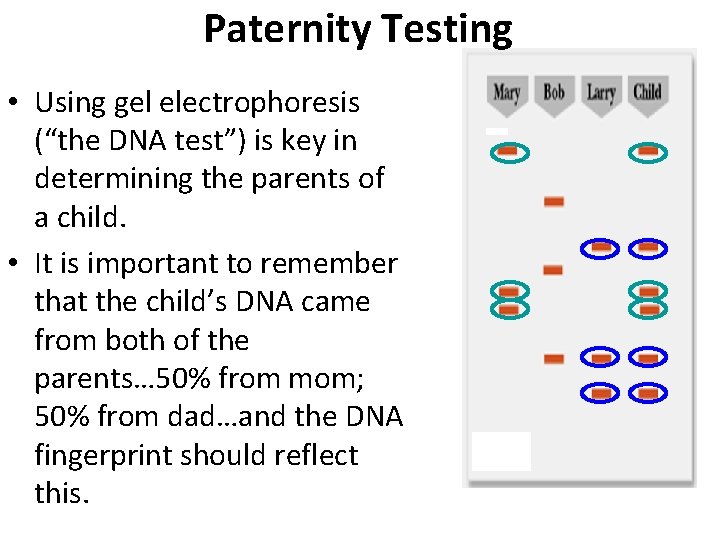 Paternity Testing • Using gel electrophoresis (“the DNA test”) is key in determining the