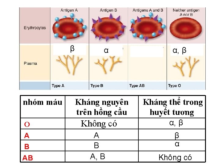 α (antibodies β) nhóm máu (antibodies α) Kháng nguyên trên hồng cầu α, β