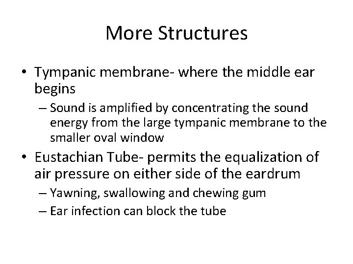 More Structures • Tympanic membrane- where the middle ear begins – Sound is amplified