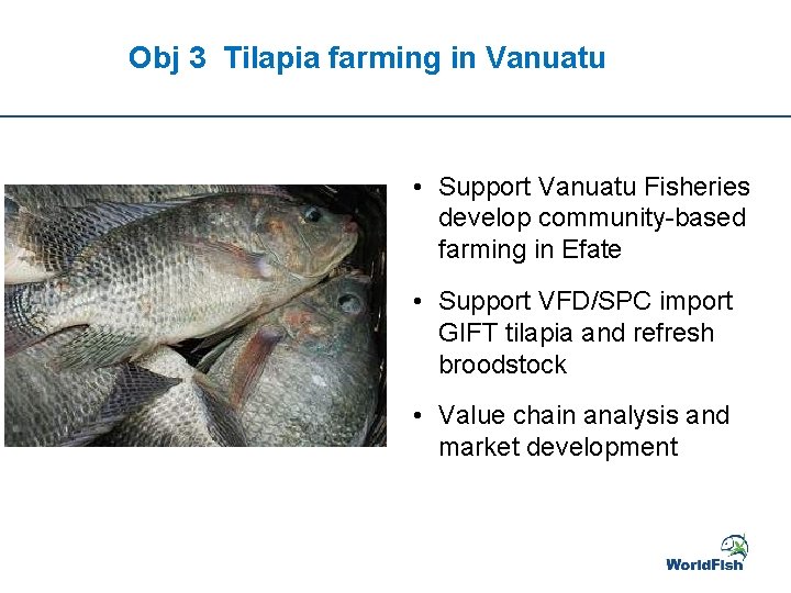 Obj 3 Tilapia farming in Vanuatu • Support Vanuatu Fisheries develop community-based farming in