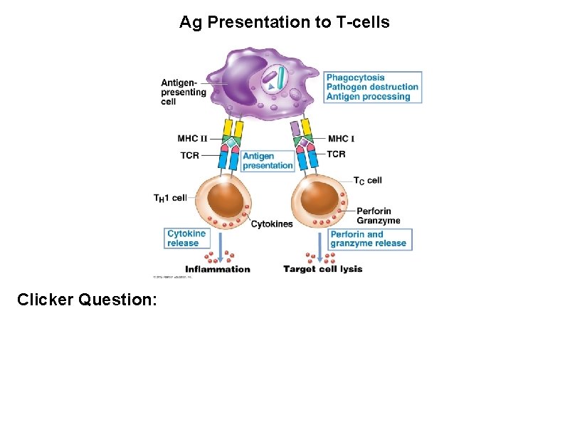 Immunology Essentials Introduction to Innate and Adaptive Immunity