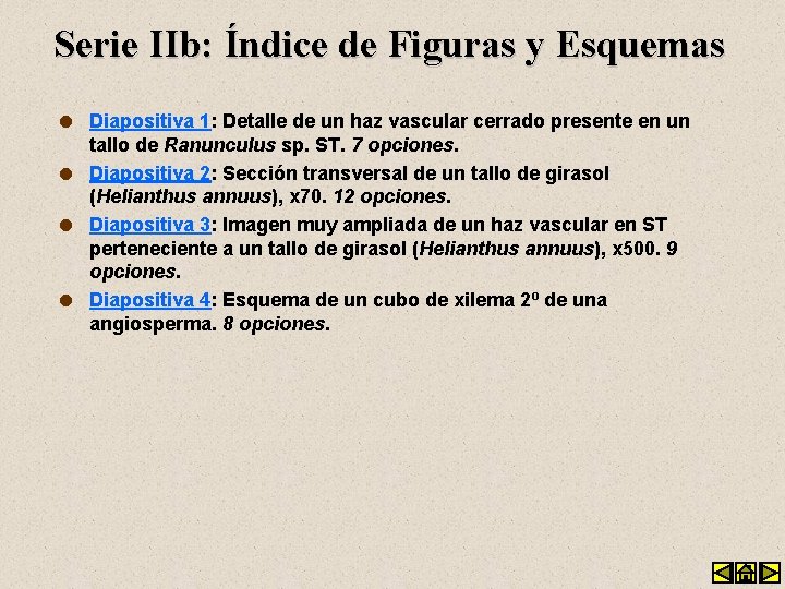 Serie IIb: Índice de Figuras y Esquemas Diapositiva 1: Detalle de un haz vascular