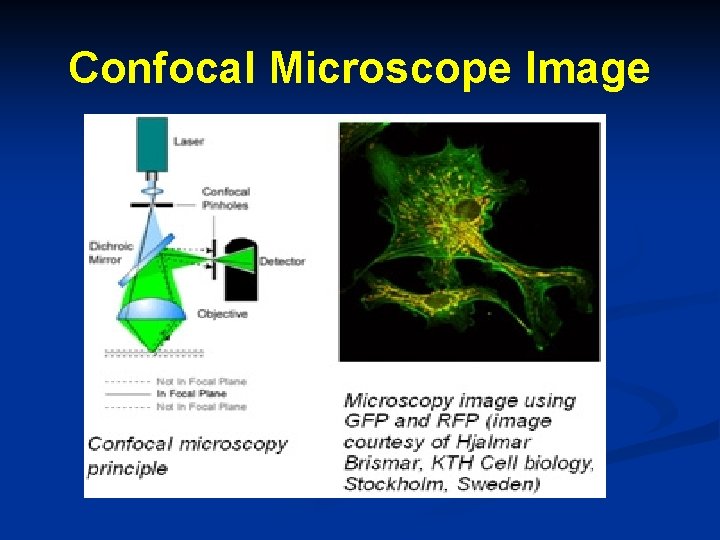 Confocal Microscope Image 