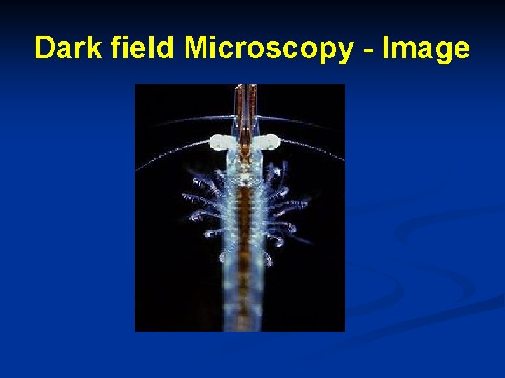 Dark field Microscopy - Image 