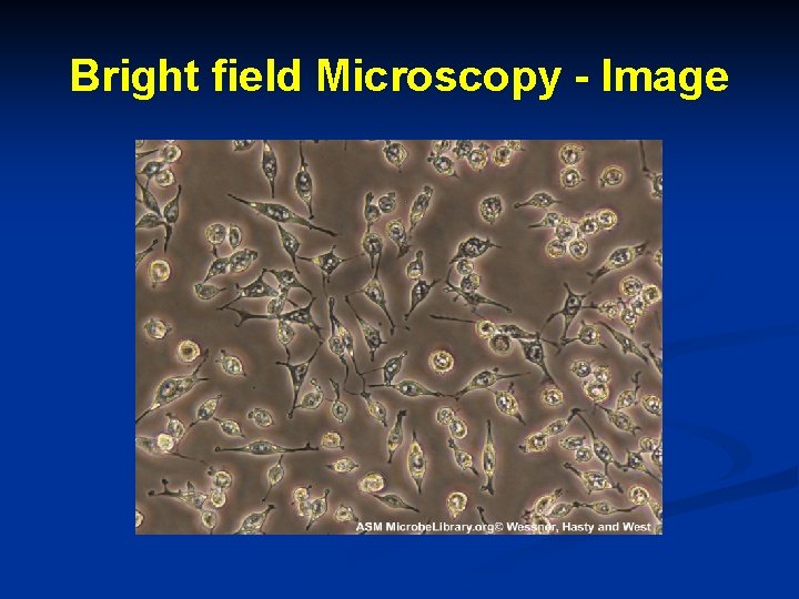 Bright field Microscopy - Image 