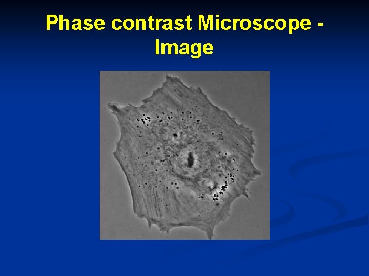 Phase contrast Microscope Image 