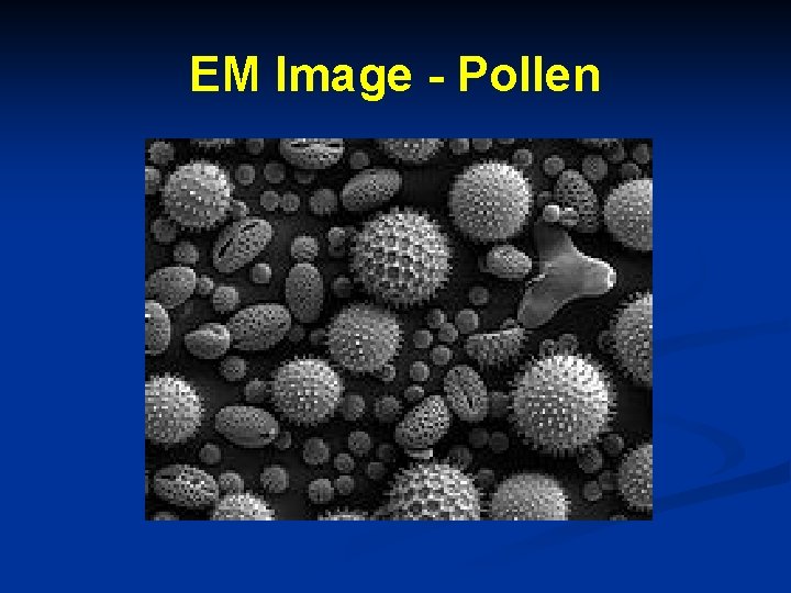 EM Image - Pollen 