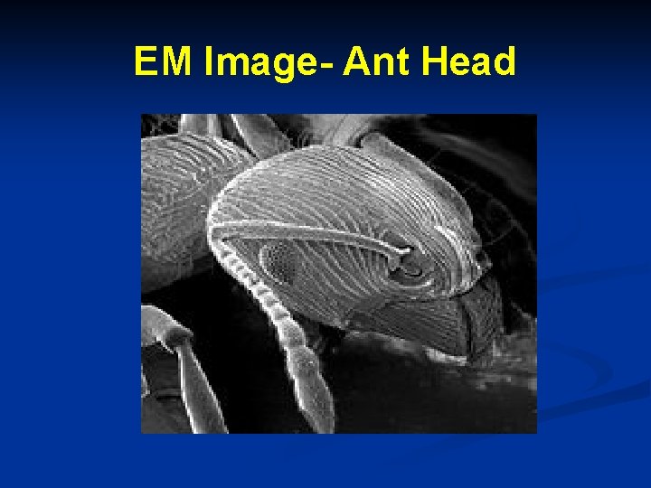 EM Image- Ant Head 