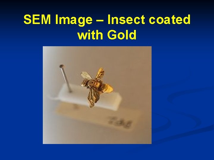SEM Image – Insect coated with Gold 
