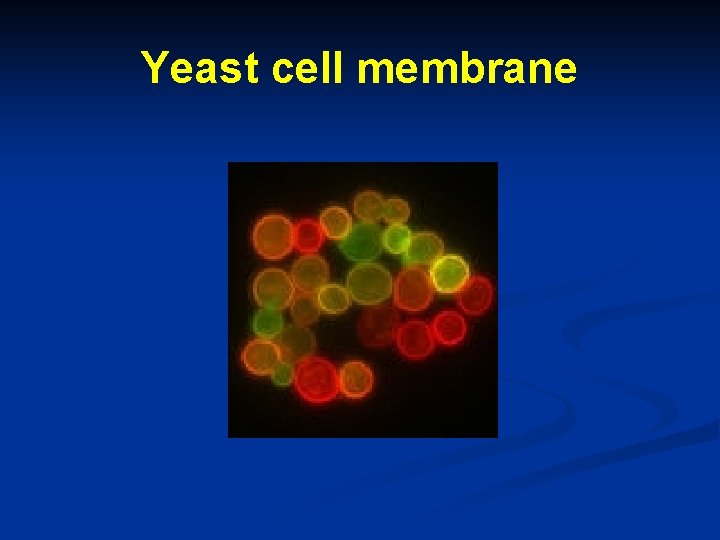 Yeast cell membrane 