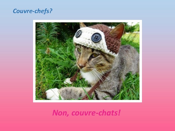 Couvre-chefs? Non, couvre-chats! 