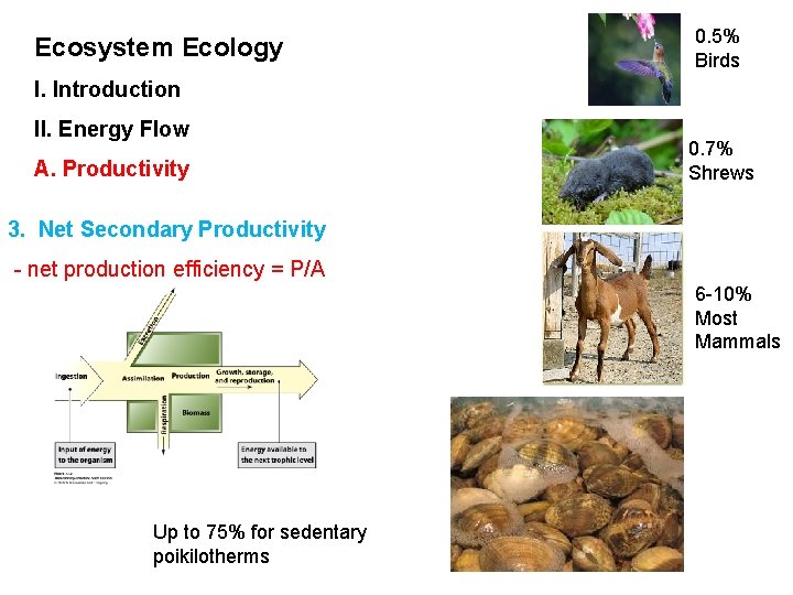 Ecosystem Ecology 0. 5% Birds I. Introduction II. Energy Flow A. Productivity 0. 7%